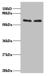 FUS Antibody