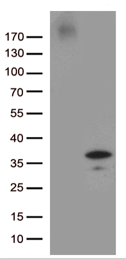 CAS9 Antibody