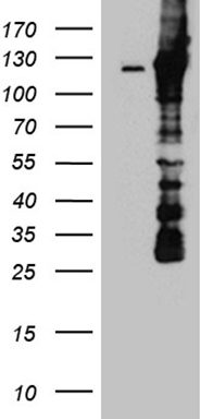 CAS9 Antibody