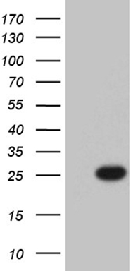 CAS9 Antibody