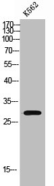 MARCH3 Antibody