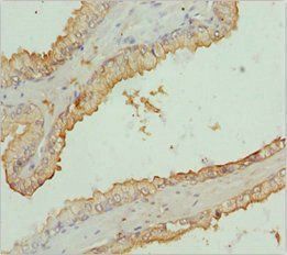 RNF34 Antibody