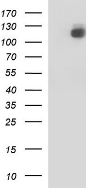 RNF39 Antibody