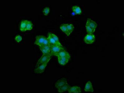 RNF39 Antibody