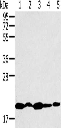 RNF5 Antibody