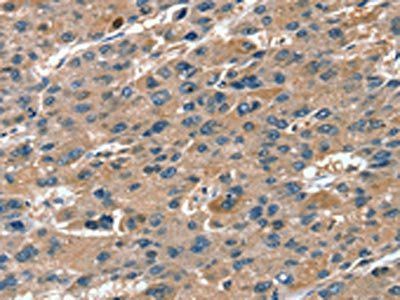 RNF7 Antibody