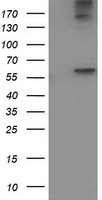TRIM2 Antibody