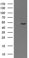 RNF86 Antibody