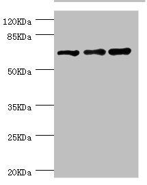 RNGTT Antibody