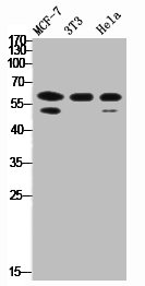 RORC Antibody
