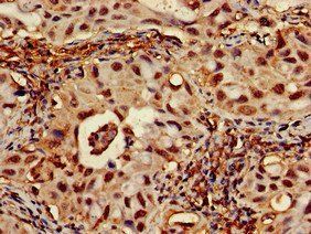 RPA1 Antibody