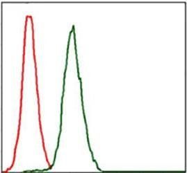 RPA1 Antibody