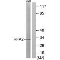 RPA2 Antibody