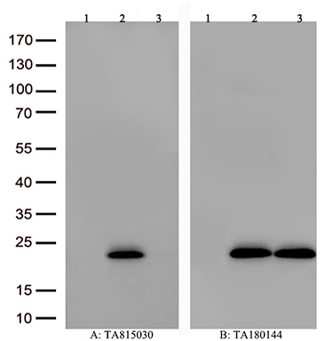 RPAIN Antibody