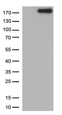 RPAIN Antibody