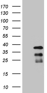 RPAIN Antibody