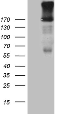 POLR2J Antibody