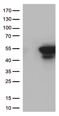 RPL10A Antibody