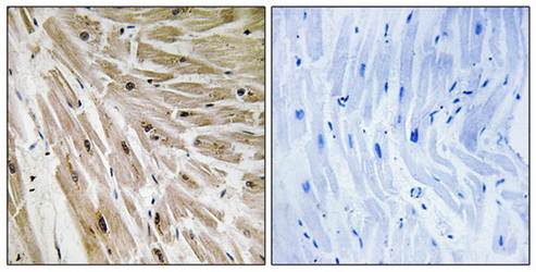RPL22 Antibody