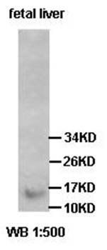 RPL27A Rabbit Polyclonal Antibody