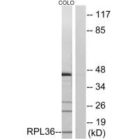 RPL36 Antibody