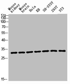 RPL7 Antibody