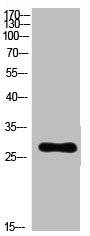 RPL7 Antibody