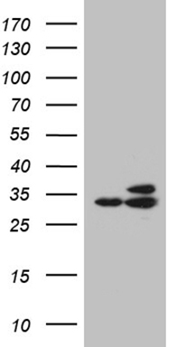 RPL7A Antibody