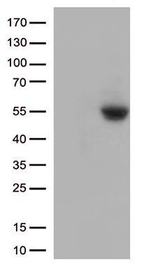 RPL7A Antibody