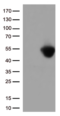 RPL7A Antibody