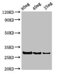 rplL Antibody