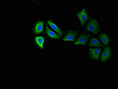 RPS15 Antibody