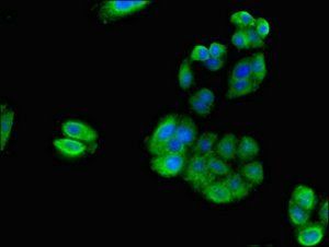 RPS21 Antibody