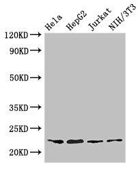 RPS5 Antibody