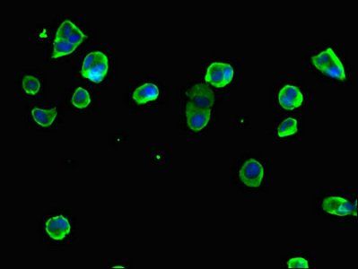RPS6 Antibody