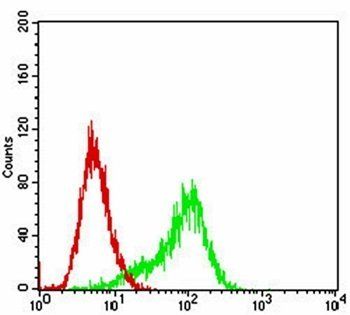 RPS6KA2 Antibody