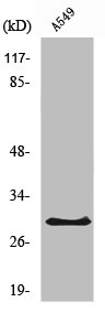 RPS8 Antibody