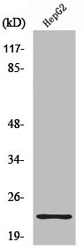 RPS9 Antibody