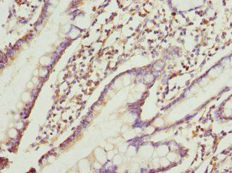 RRAGC Antibody