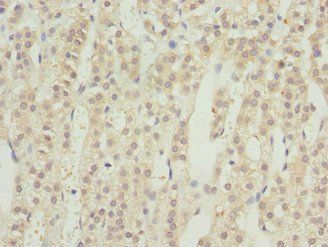 RRAGC Antibody