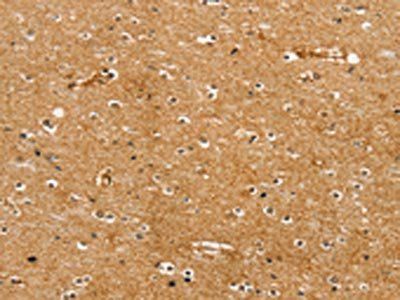 RRAGC Antibody