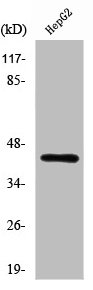RRAGC Antibody