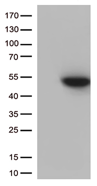 RRAS Antibody