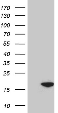 RSK3 Antibody