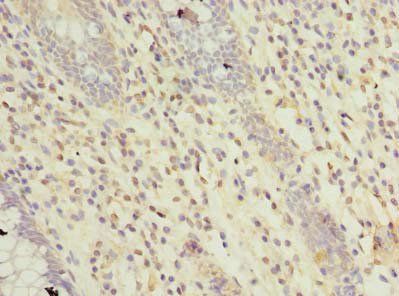 RTP4 Antibody