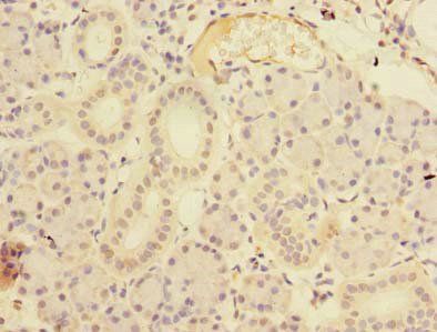 RTP4 Antibody