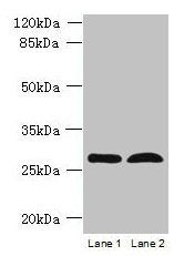 RTP4 Antibody