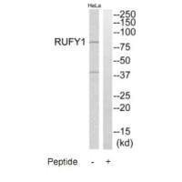 RUFY1 Antibody