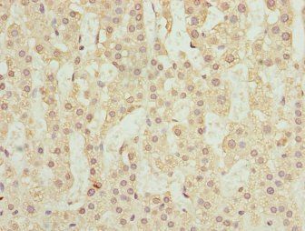 RUFY2 Antibody