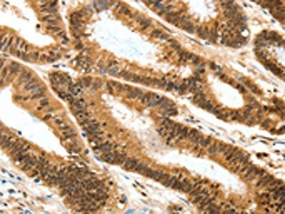 RUNX3 Antibody